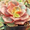 Echeveria Succulent Plant Diamond Painting