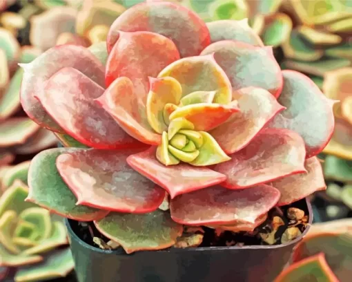 Echeveria Succulent Plant Diamond Painting