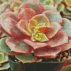 Echeveria Succulent Plant Diamond Painting