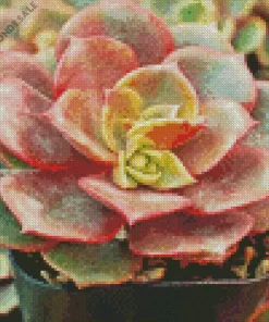 Echeveria Succulent Plant Diamond Painting