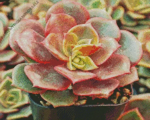 Echeveria Succulent Plant Diamond Painting