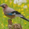 Eurasian Jay Bird Animal Diamond Painting