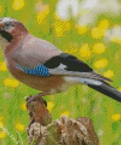 Eurasian Jay Bird Animal Diamond Painting