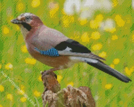 Eurasian Jay Bird Animal Diamond Painting