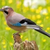 Eurasian Jay Bird Animal Diamond Painting