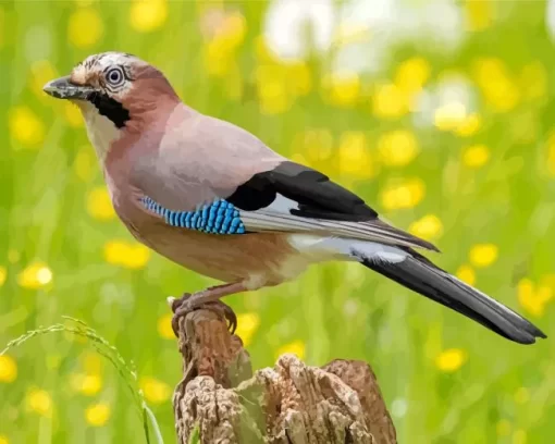 Eurasian Jay Bird Animal Diamond Painting