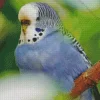 Feathered Budgie Diamond Painting