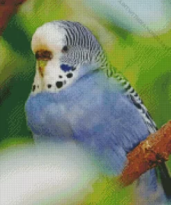 Feathered Budgie Diamond Painting