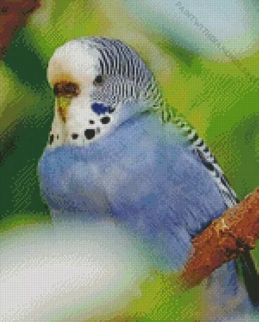 Feathered Budgie Diamond Painting