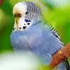 Feathered Budgie Diamond Painting