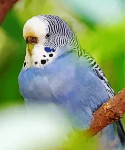 Feathered Budgie Diamond Painting