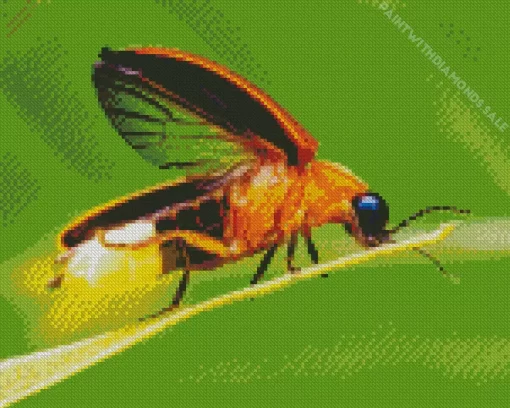 Firefly Diamond Painting