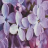 Flower Lilacs Diamond Painting