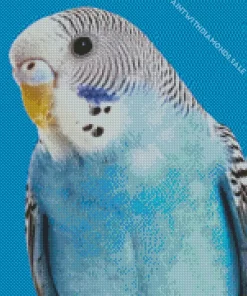 Fluffy Budgie Diamond Painting