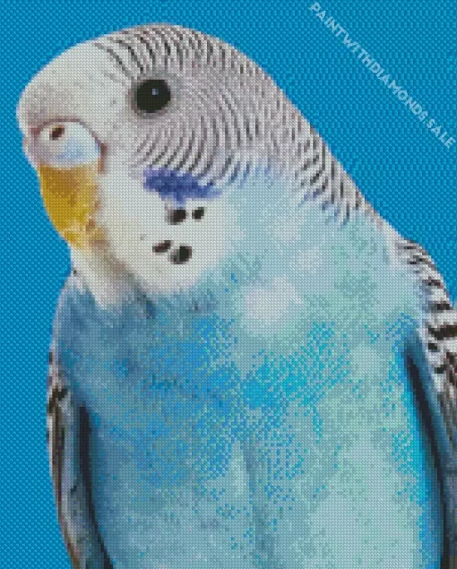 Fluffy Budgie Diamond Painting