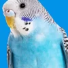 Fluffy Budgie Diamond Painting