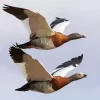 Flying Ashy Headed Geese Diamond Painting