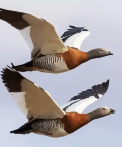 Flying Ashy Headed Geese Diamond Painting