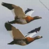 Flying Ashy Headed Geese Diamond Painting