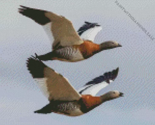 Flying Ashy Headed Geese Diamond Painting