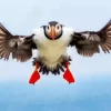 Flying Atlantic Puffin Diamond Painting