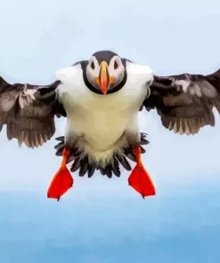 Flying Atlantic Puffin Diamond Painting