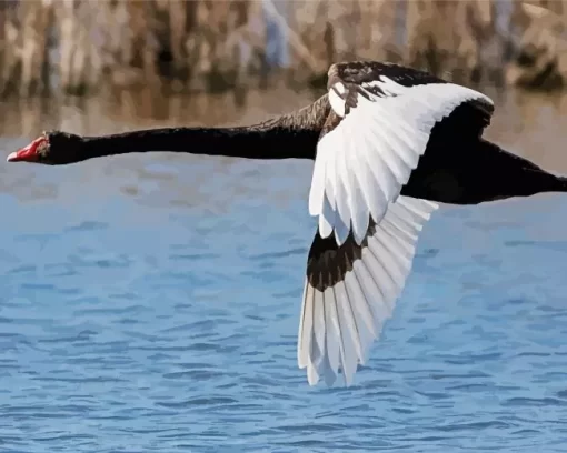 Flying Black Swan Diamond Painting