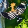 Flying Eurasian Hoopoe Diamond Painting