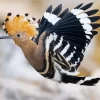 Flying Eurasian Hoopoe Bird Diamond Painting