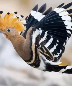 Flying Eurasian Hoopoe Bird Diamond Painting