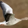 Flying Greylag Goose Diamond Painting