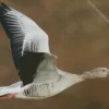 Flying Greylag Goose Diamond Painting