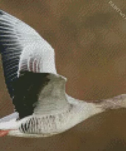 Flying Greylag Goose Diamond Painting