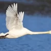 Flying Mute Swan Diamond Painting