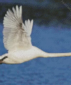 Flying Mute Swan Diamond Painting