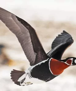 Flying Red Breasted Goose Diamond Painting