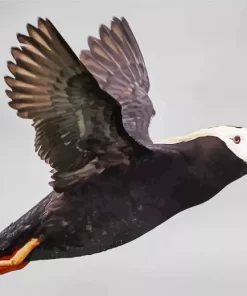 Flying Tufted Puffin Diamond Painting