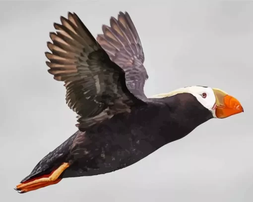 Flying Tufted Puffin Diamond Painting