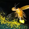 Flying Firefly Diamond Painting