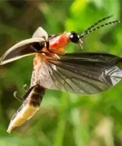 Flying Firefly Close Up Diamond Painting