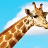 Funny Giraffe Diamond Painting