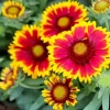 Gaillardia Daisy Flower Diamond Painting