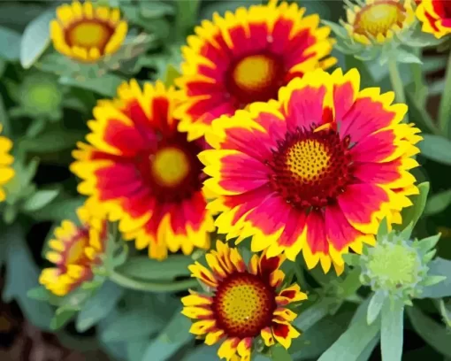 Gaillardia Daisy Flower Diamond Painting