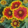 Gaillardia Daisy Flower Diamond Painting