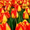 Giant Darwin Tulips Diamond Painting