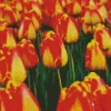 Giant Darwin Tulips Diamond Painting