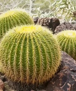 Golden Barrel Cactus Diamond Painting