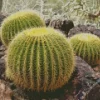 Golden Barrel Cactus Diamond Painting