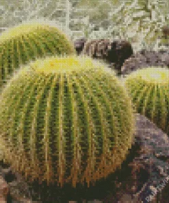 Golden Barrel Cactus Diamond Painting