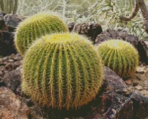 Golden Barrel Cactus Diamond Painting